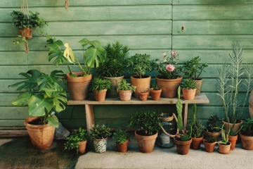 Six tips to grow your own house plants and save money