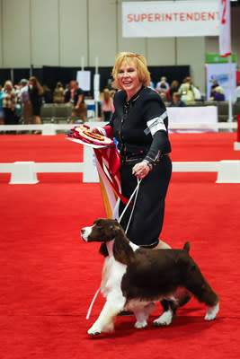 English Springer Spaniel at AKC/Royal Canin National All-Breed Puppy &amp; Junior Stakes.