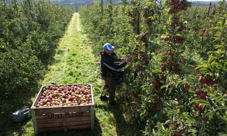 An apple farm in Kent