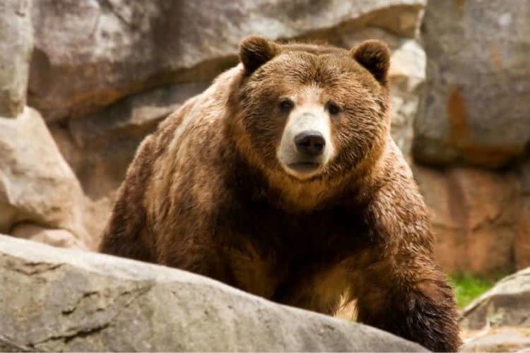 A brown bear sitting on a rock