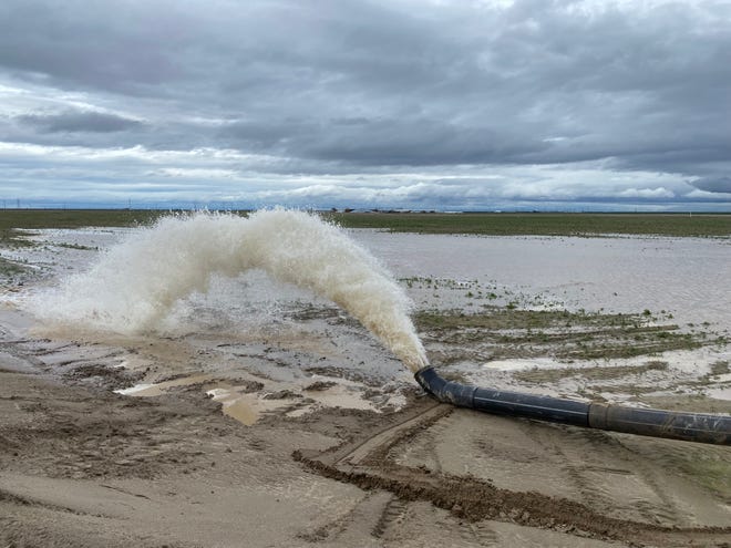 Water gushing from a pipe to flood the fields of California farmer Don Cameron on March 14, 2023. As the massive snows of the winter of 2022-2023 begin to melt, the north fork of the Kings river that runs alongside his farm is brimming. He is pumping 70,000 gallons of water a minute into his fields to flood them, allowing the water to soak deep into the earth and recharge the underground aquifers he relies on to irrigate in dry years.