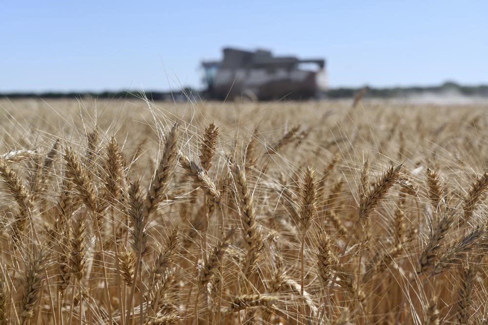 A harvester collects wheat in Semikarakorsky District of Rostov-on-Don region near Semikarakorsk, Southern Russia, Wednesday, July 6, 2022 (AP)