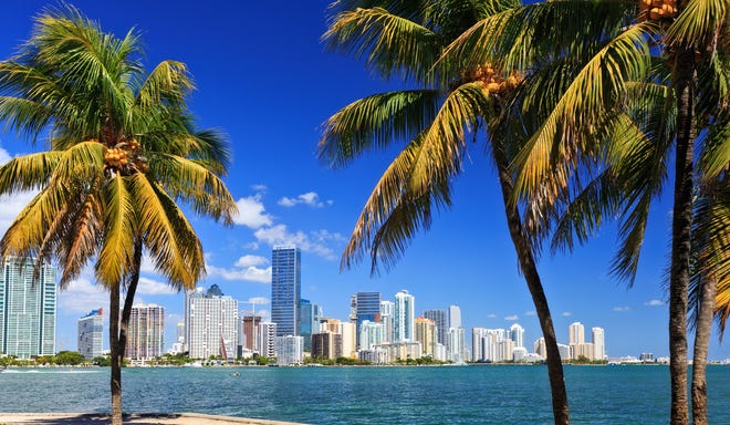 Palm trees in front of the Miami skyline