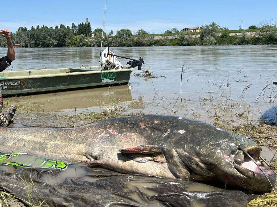 285-centimeter catfish caught in Italy&#39;s Po River