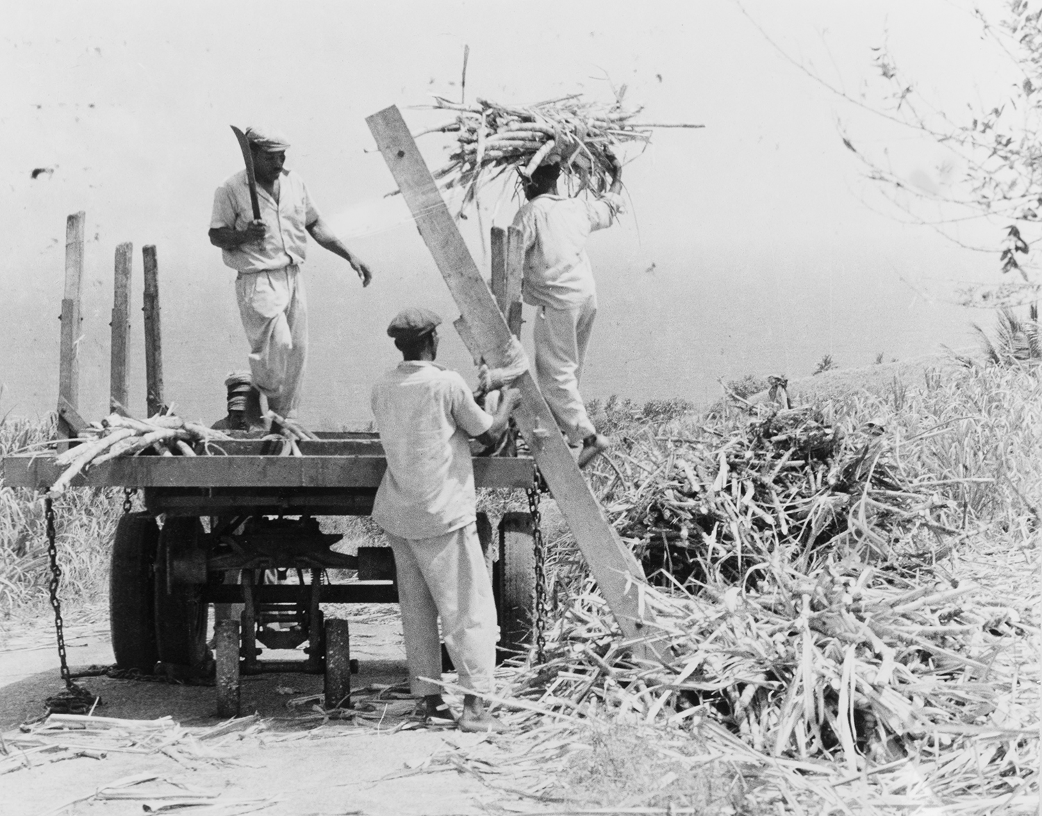 Three men standing atop equipment and in a field use machetes to harvest sugar cane at a plantation in Barbados in 1965.