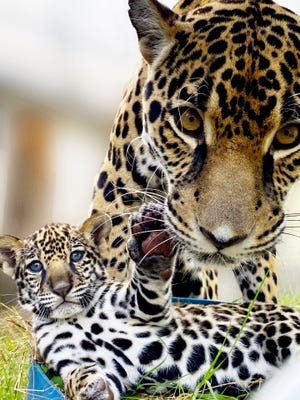 New jaguar cub Banks is under the watchful eys of his mother, Babette, at the Jacksonville Zoo and Gardens.