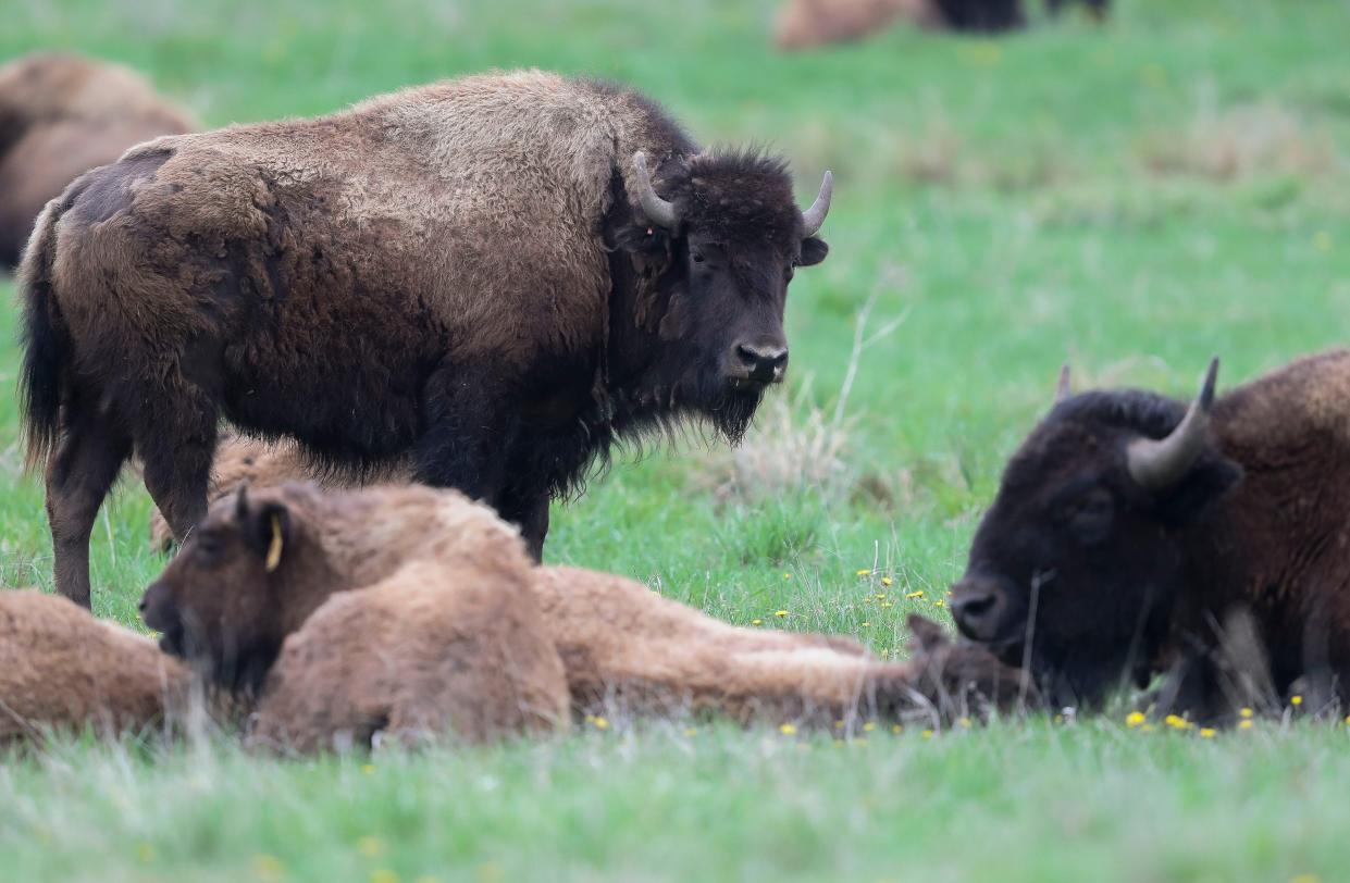 An American bison stands in a field on Friday, May 12, 2023, at Back in Time Bison Ranch near Stevens Point, Wis. Tork Mason/USA TODAY NETWORK-Wisconsin