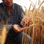 Albanian wheat farmers struggle with selling price, bad weather