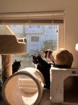 Jacob Mata's cats, Blue, Piper and Gwen sit atop one of their five cat trees in Mata's apartment near San Francisco's Outer Mission/Excelsior neighborhood. Mata, 25, said he's not willing to compromise on quality when it comes to his cats.