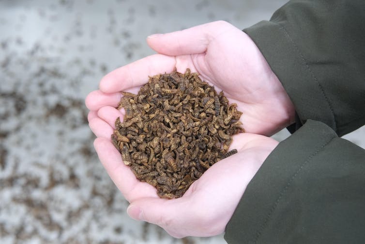 A handful of black soldier fly larvae