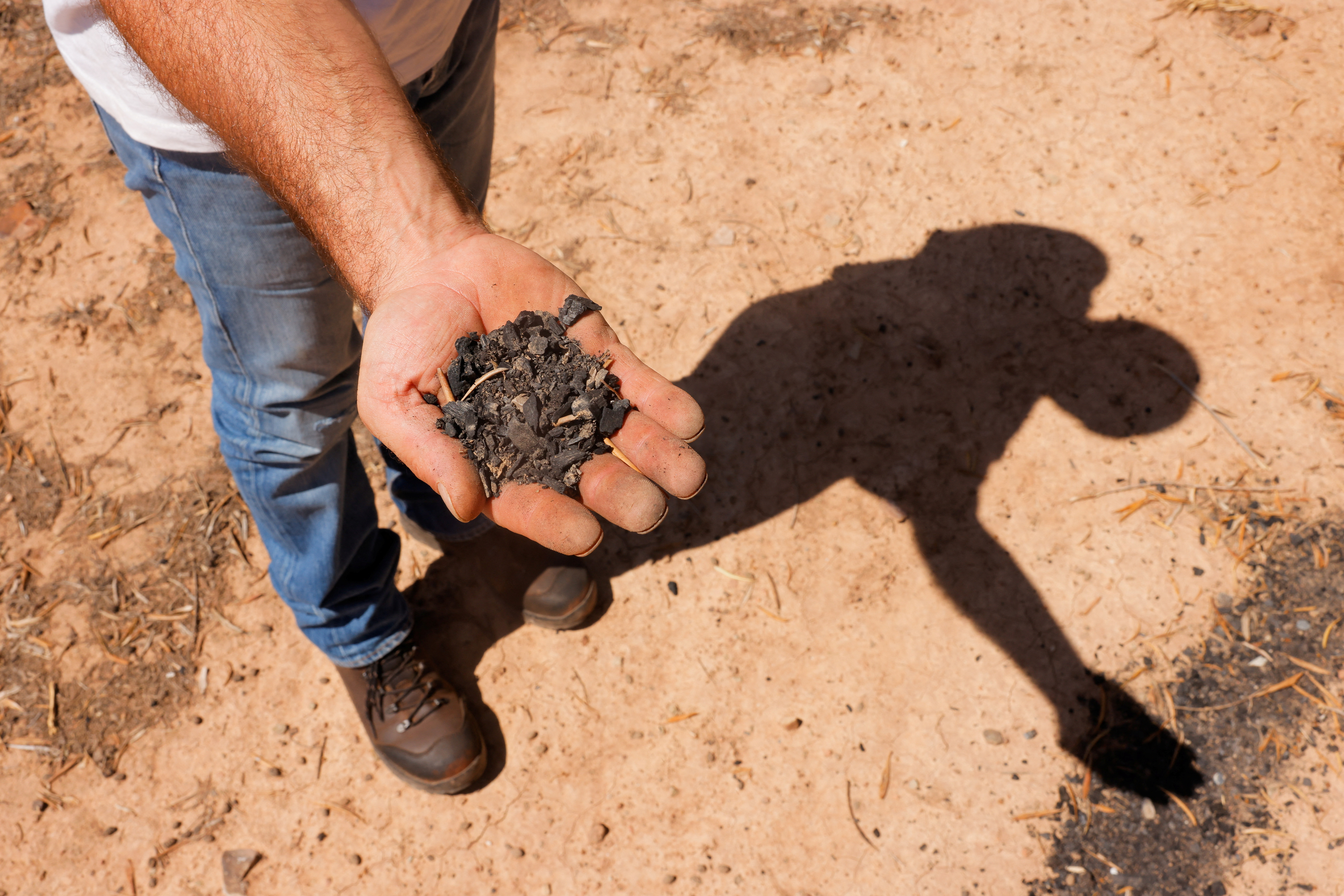 An olive farmer holds out a handful of biochar, which as well as improving crop yields locks carbon into the soil