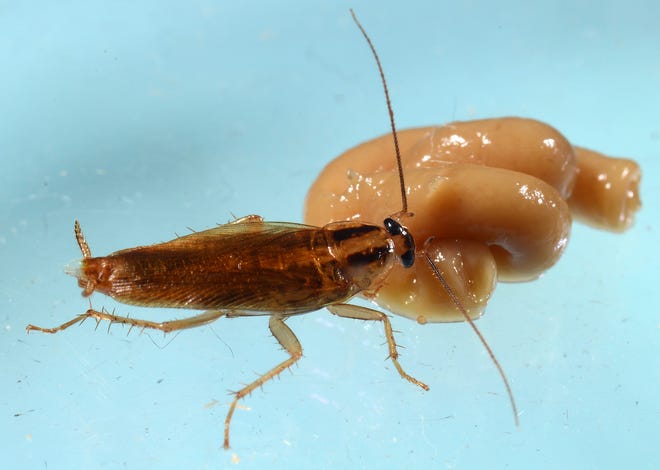 A German cockroach feeds on an insecticide in the laboratory portion of a Purdue University study that determined the insects are gaining cross-resistance to multiple insecticides at one time.