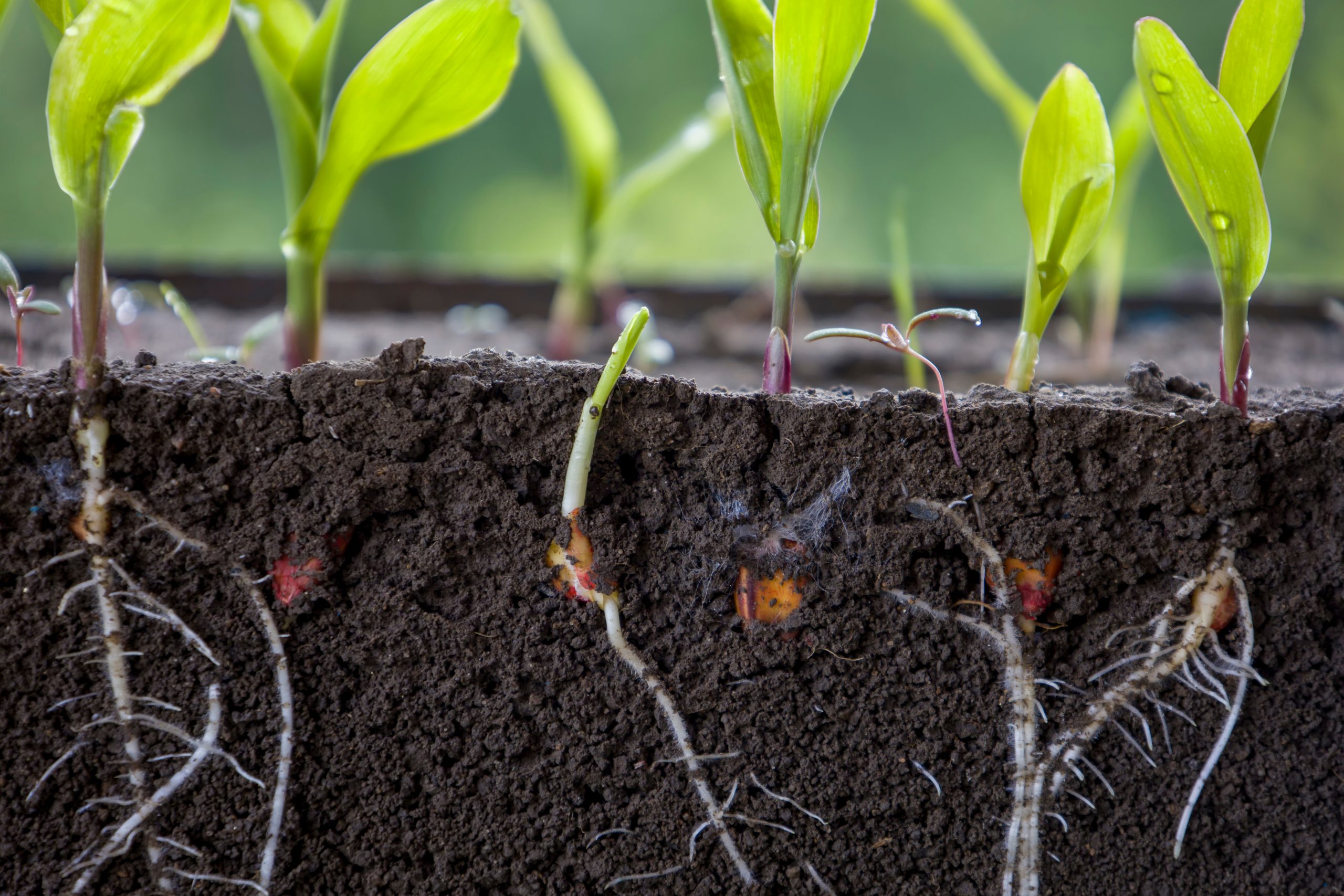 World Soil Day 2023: Advancing How Soil Health Is Monitored And 