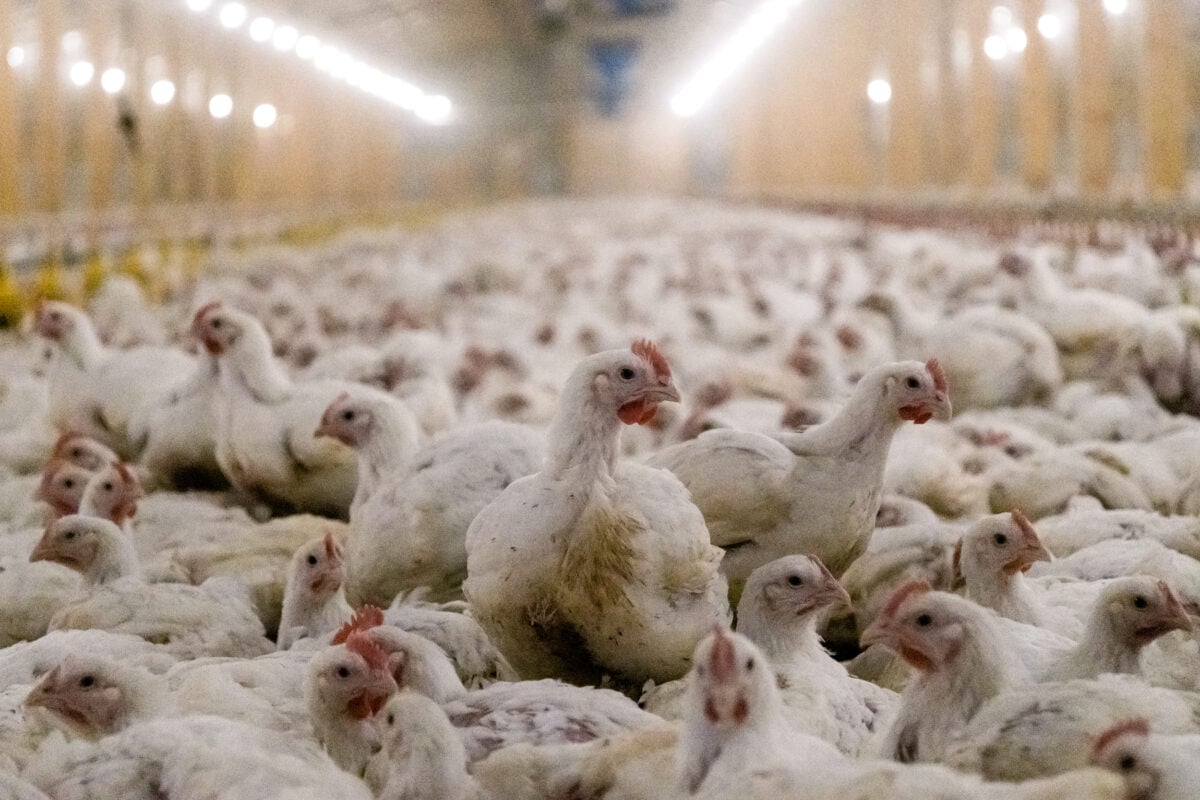 Chickens in a factory farm