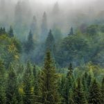 Rich nations urged to take 'holistic' approach to forestry in trade deals