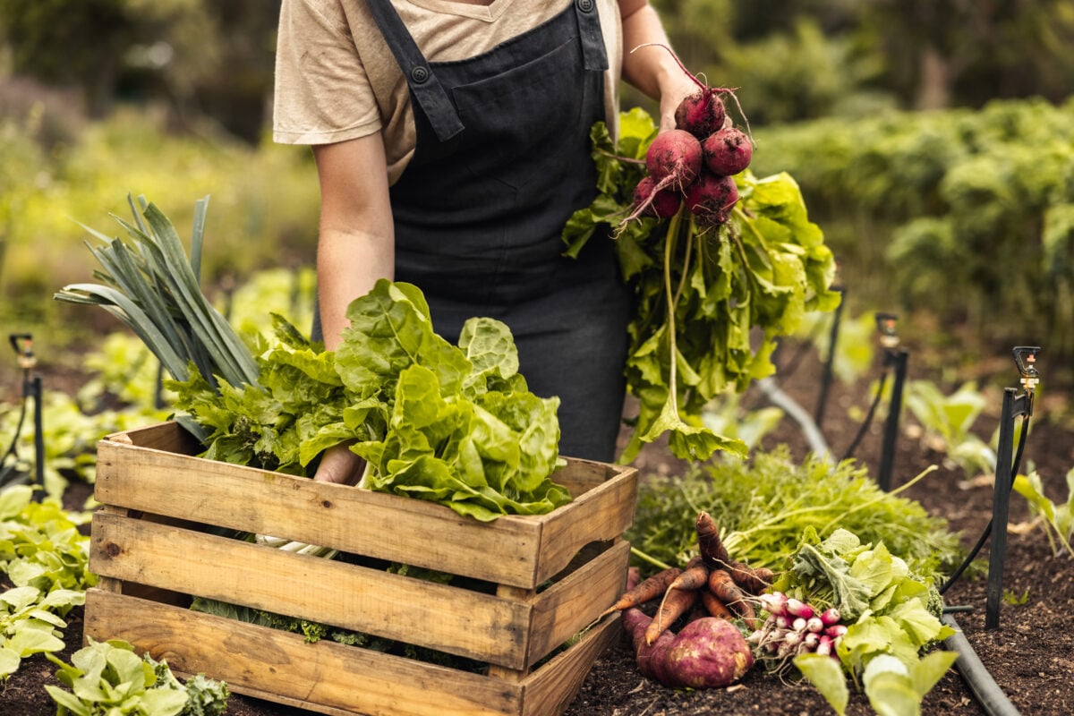 Vegetable farm in Europe