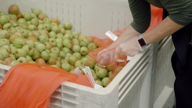 A volunteer sorts apples at Oregon Food Bank.