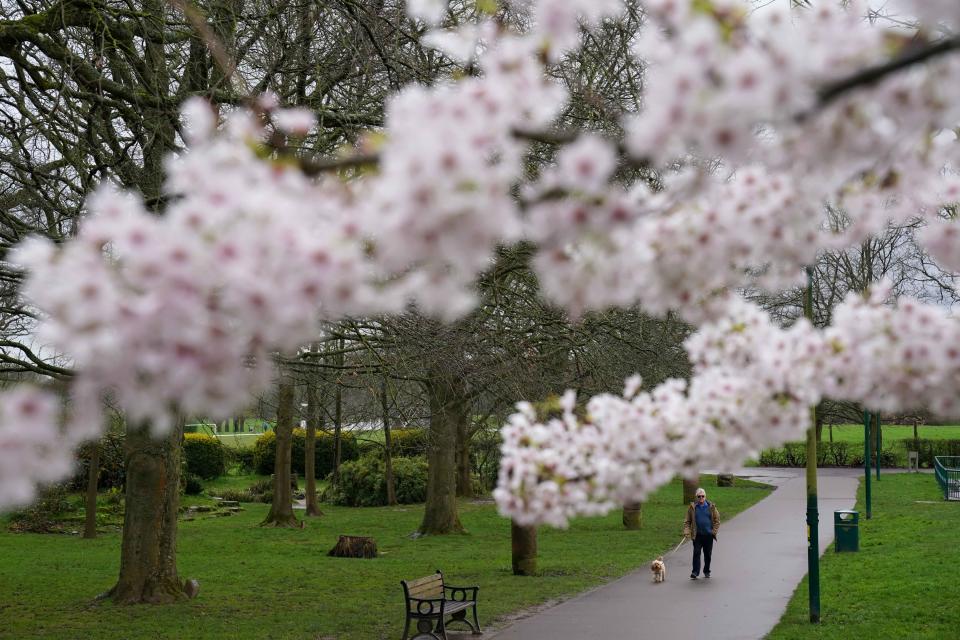 A man walks his dog by a cheery blossom tree during an overcast morning in War Memorial Park in Coventry. Picture date: Monday March 25, 2024. (Photo by Jacob King/PA Images via Getty Images)