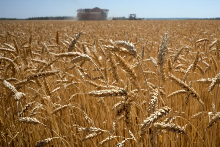 Brussels wants to make Russian grain imports into the EU 'unviable' (Kirill KUDRYAVTSEV)