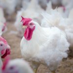 NGO calls on EU to ban fast-growing chicken breeds