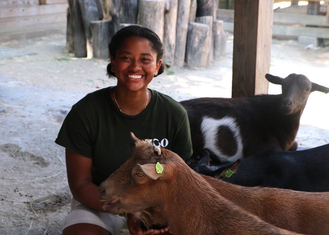 Saleena Johnson, 17, poses with goats at the Franklin Park Zoo. Johnson is working at the zoo this summer through its ZooTeen program.