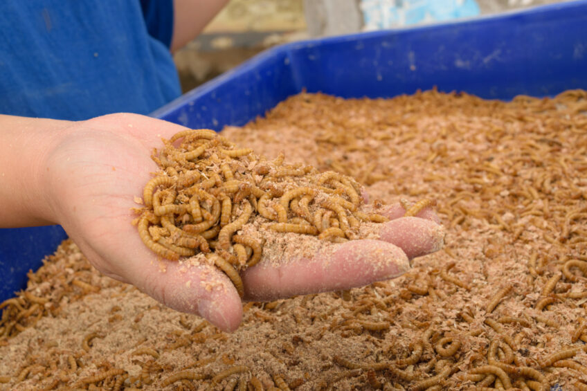 Insect farming has become the fastest-growing sustainable protein production sector in the EU amongst other emerging industries. Photo: Shutterstock